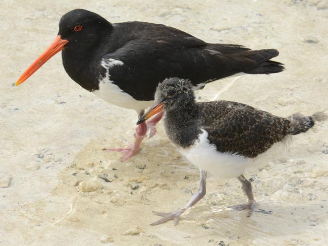 HOME-MAKERS: Pied oystercatchers on a Tasmanian beach. Picture: Eric J. Woehler, Birdlife Tasmania