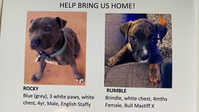 The missing dogs from Alice Springs are Rocky, a blue/grey male English Staffy with a white patch on his check, and Rumble, a young female brindle Bull-mastiff cross.