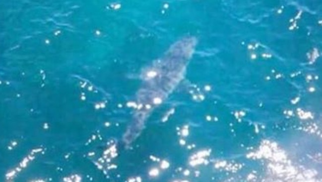 The picture of the seven-metre shark spotted on Sunday. Picture: Shark Alerts SA