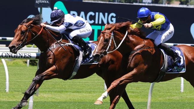 Malkovich will give a bold sight even with his big weight at Randwick. Picture: Grant Guy