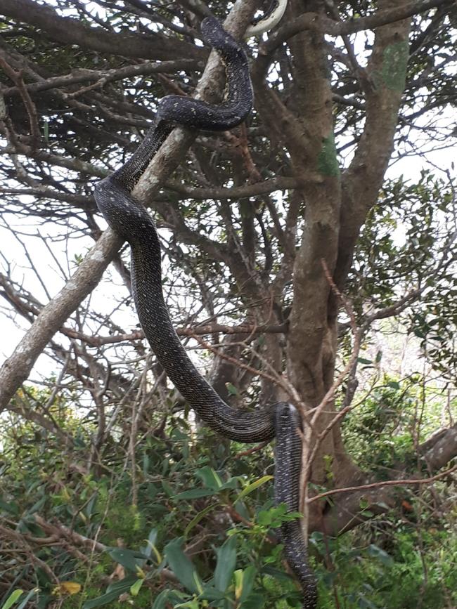 The python being released at Middle Head. Picture: supplied.