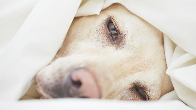 Advances in vet care mean there are now options for pets to receive  treatment, a cure or extend their lives | Daily Telegraph