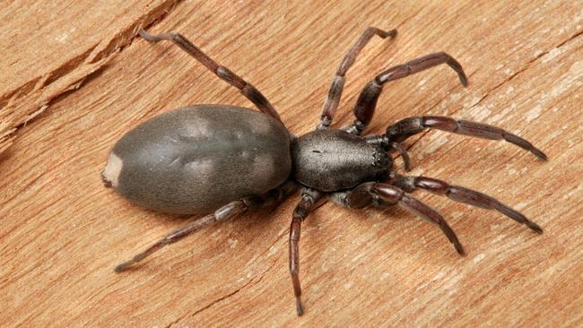 The white tail spider has a bad reputation — it’s totally misunderstood. Picture: CSIRO