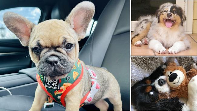 Vote now for NSW’s cutest dog