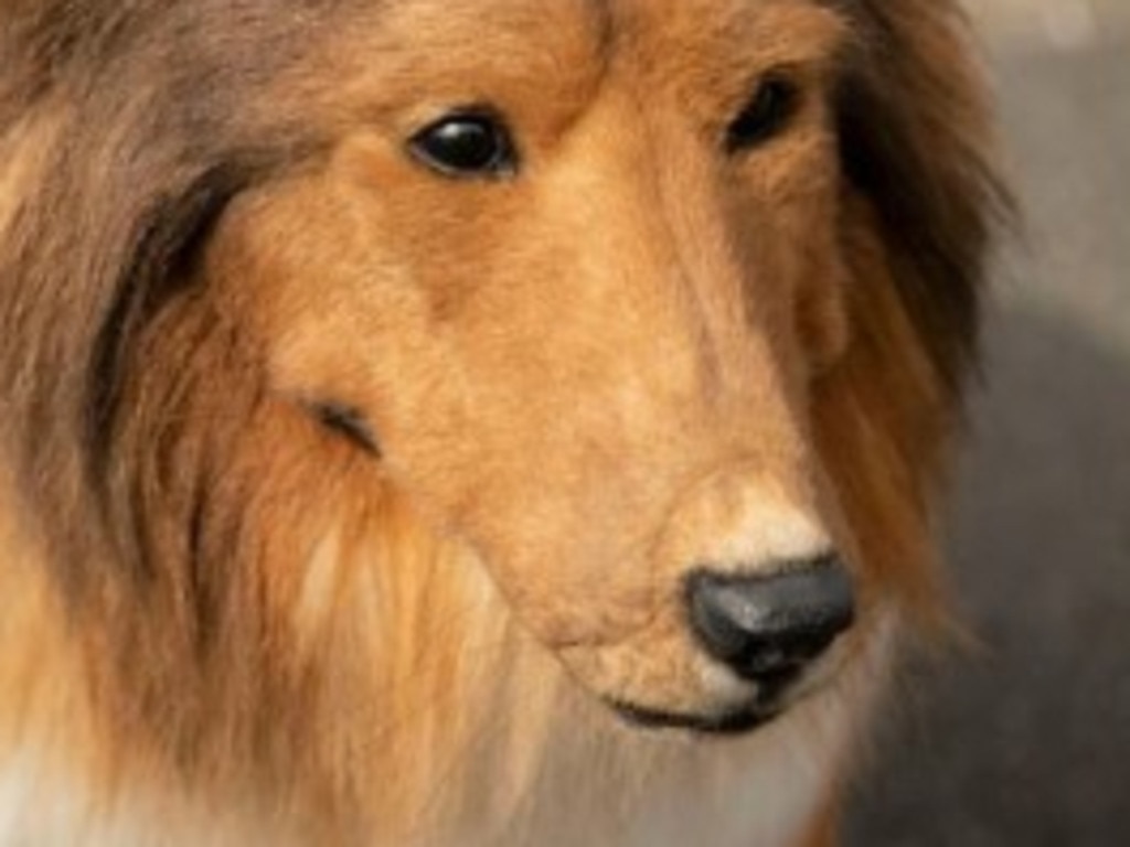 Japanese man spends $22,000 to become a rough collie dog
