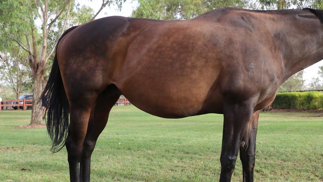 A 21-year-old woman was leading a horse when she was knocked unconscious. Picture: Generic