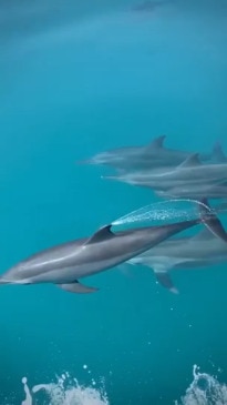 Instagram Reel of dolphins in Darwin, Northern Territory, by @kjell_hensen_