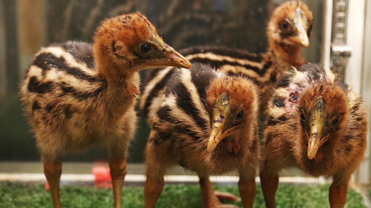 Baby Cassowaries have striped feathers.