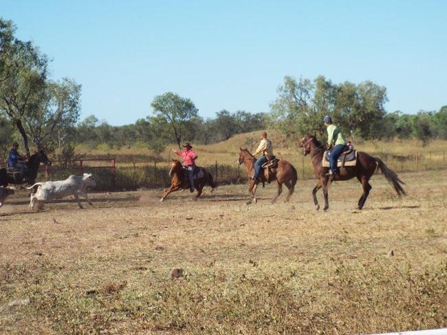 HUNDREDS of thousands dollarsÃ worth of horses have been shot at a remote Northern Territory station by members of a sporting shootersÃ association. File pics supplied of Killarney Station.