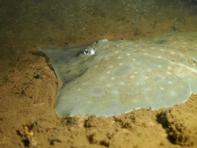 The Maugean skate (above), a ray-like creature first discovered in 1988, is at risk of going extinct. It only exists in Macquarie Harbour and has been impacted by salmon farming. Picture: Suppleid