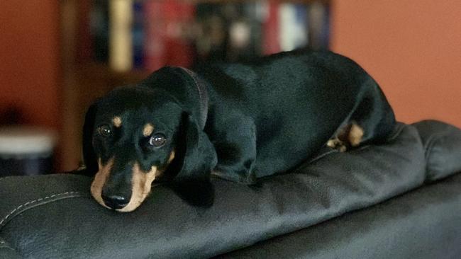 Yvette Goldberg’s five-year-old dachshund Pancake was killed in a savage dog attack in Howard Springs. Picture: Yvette Goldberg