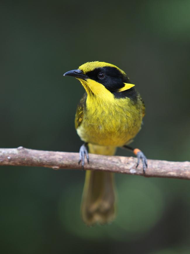 Victorian avian emblem: the Helmeted honeyeater.