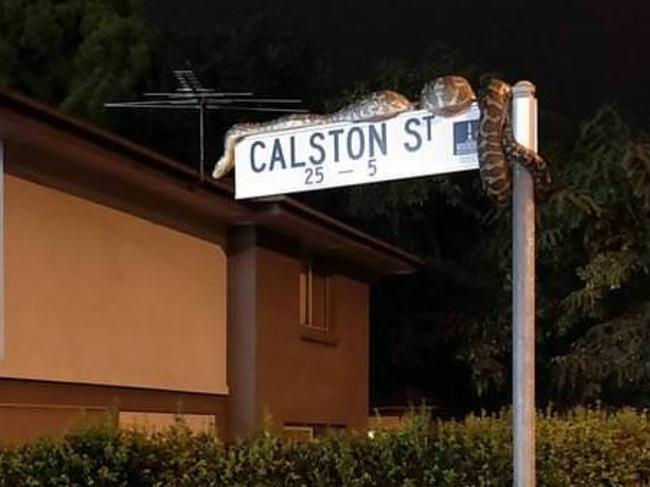 This carpet python was enjoying the rain on a sign in Oxley. Picture: Imgur - Post: ‘Straya’.