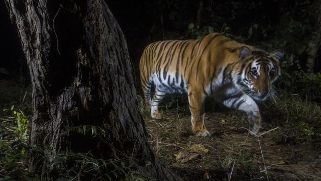 A tiger photographed with a camera trap in the Khata biological corridor, Nepal. Picture: Emmanuel Rondeau/WWF-US