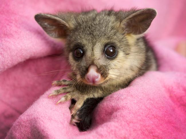 ‘Where’s me bloody possum?!’ ... Simpson had a pet marsupial, though possibly no pink blankets for it.