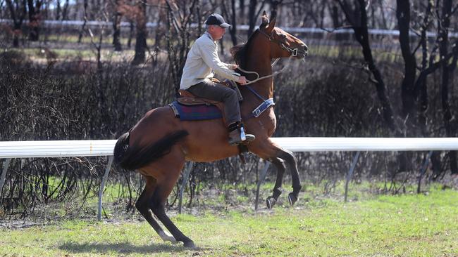 Peter Sandy takes Firefree through his paces. Picture: Alex Coppel.