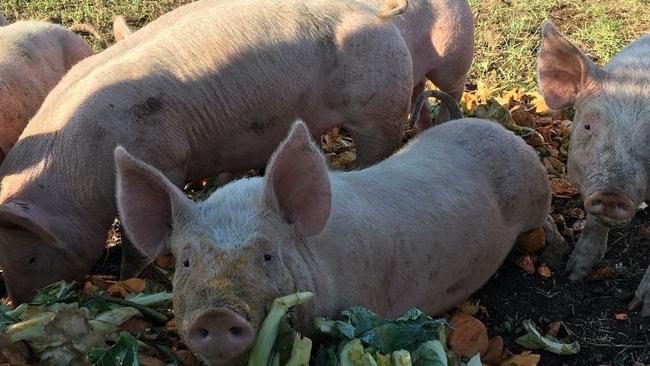 Pigs at Echo Valley Farm in Goomburra.