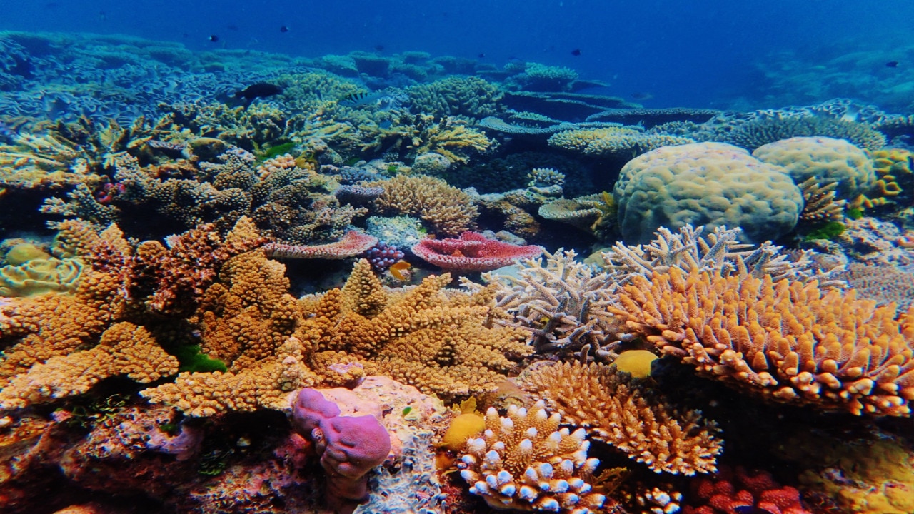 Feral pig control, rock fish ramps 17m to protect Great Barrier Reef Gold Coast Bulletin