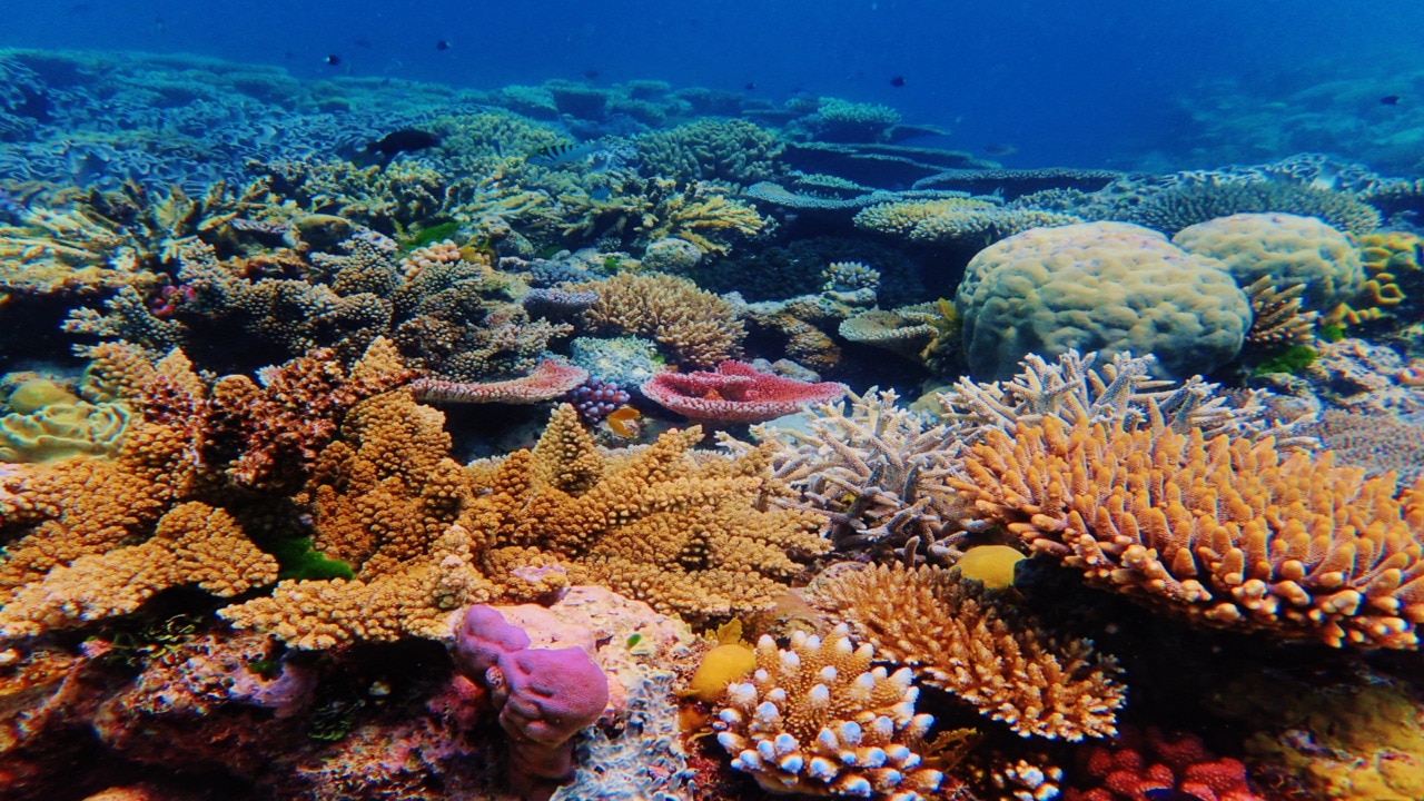 Great Barrier Reef in danger as global mass coral bleaching event ...