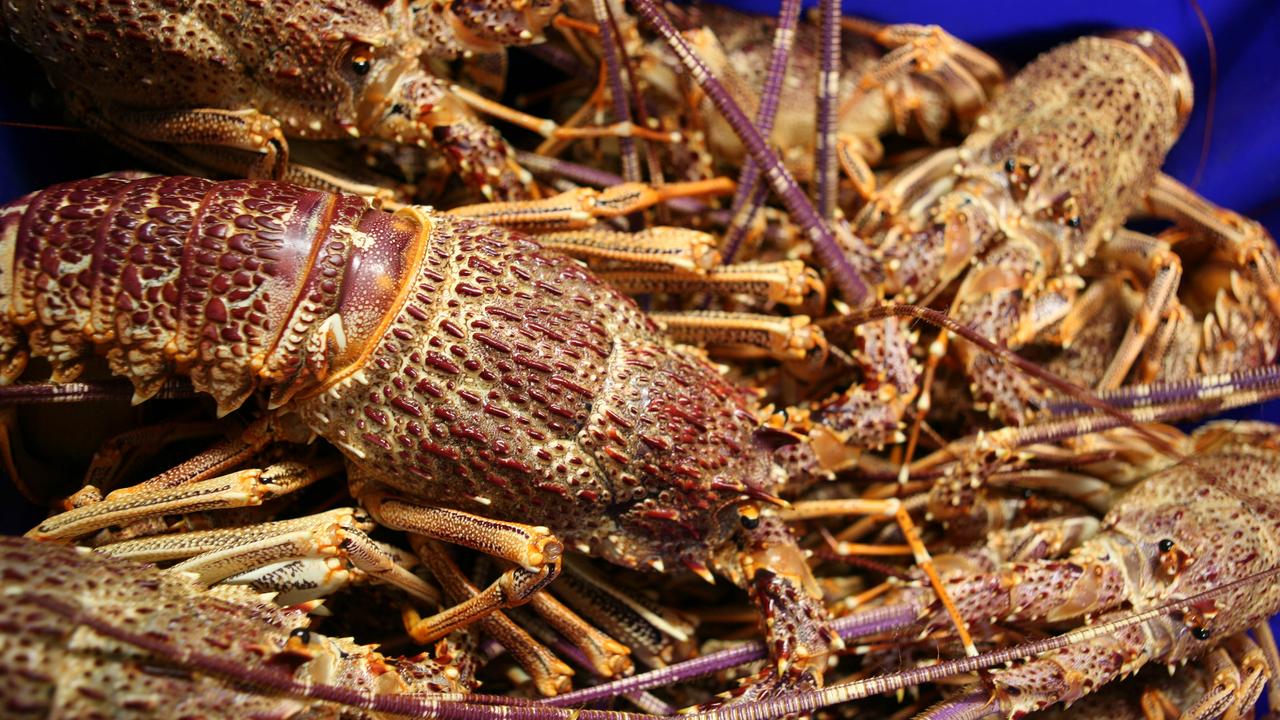 Australia-China Relations: Lobsters Stranded At Airport Amid Trade ...