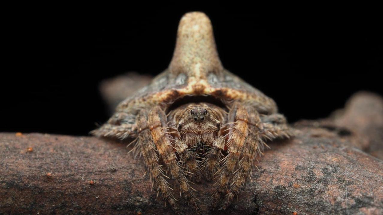 Three new spider species found in Australia | KidsNews