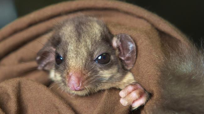 Victoria’s leadbeater’s possum was listed as critically endangered in 2015.