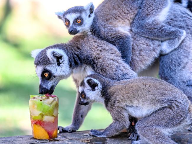 Lemurs eat frozen fruits during a heatwave at a zoo in Skopje, North Macedonia. Picture: Tomislav Georgiev / Xinhua via Getty Images