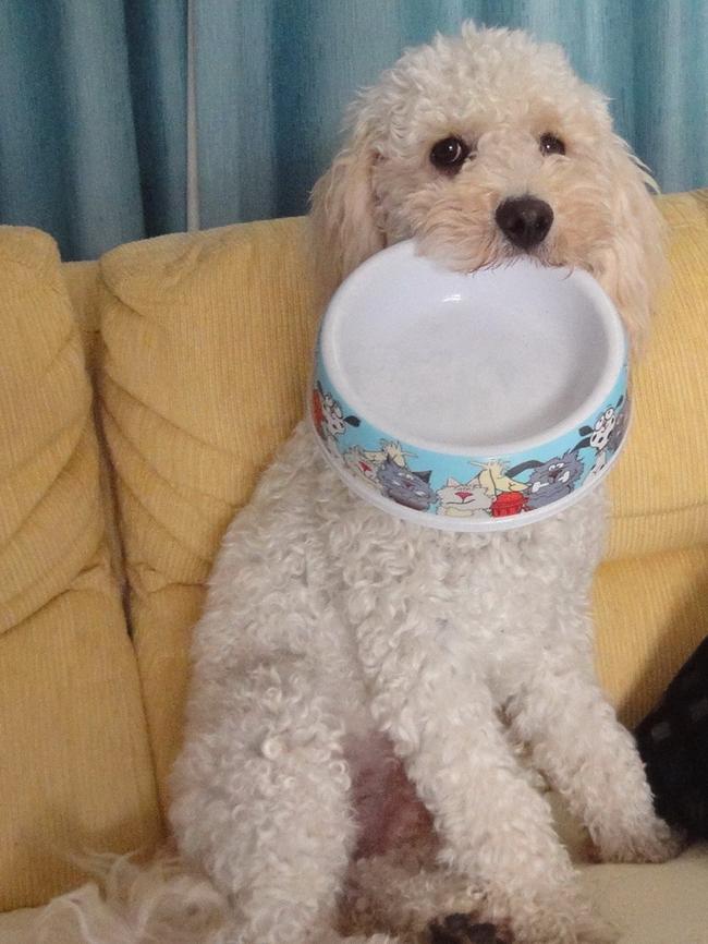 Wally: Wally by name, wally by nature – this 19-month-old pup is always entertaining with his antics.