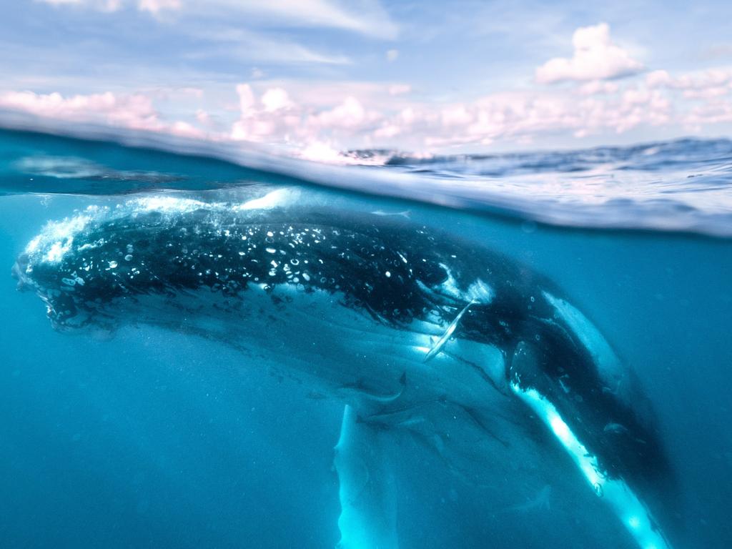 Humpback whale populations could grow under the bold new plan. Picture: Mark Fitz