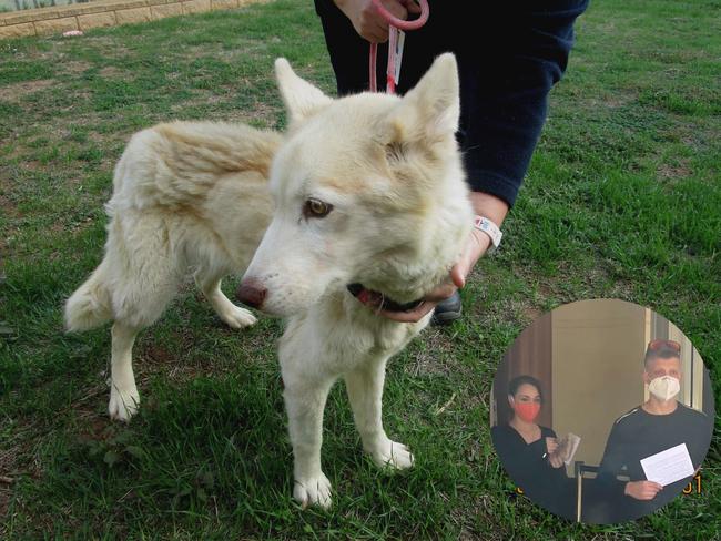 Starving Siberian husky rescued ‘just in time’