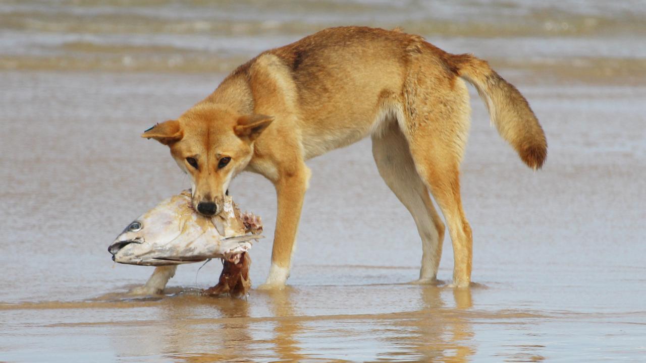 what do dingoes eat on fraser island