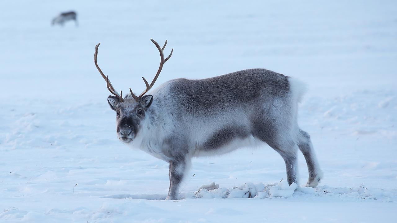 a reindeer in Svalbard. Pic Ella Pellegrini