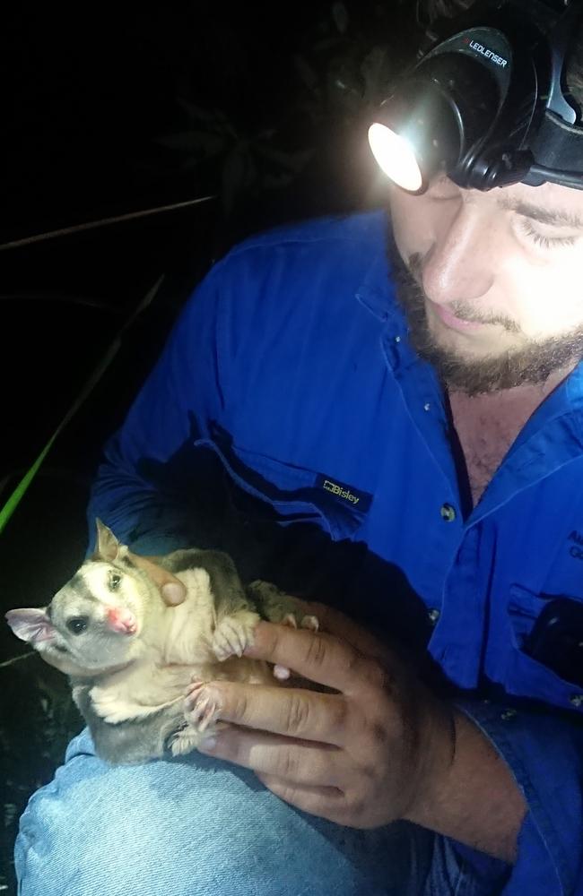 Kieran Palmer with a mahogany glider at Porter's Creek near Ingham between Townsville and Tully. Picture: @furrygliders