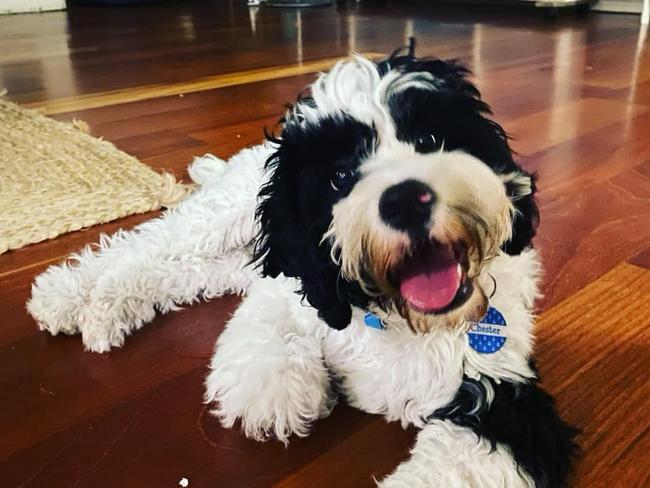 Chester: Rachelle Wharton's 3 year old Cavoodle
