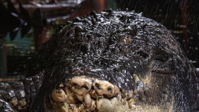 Cassius, the world’s largest croc in captivity. Picture: Brian Cassey