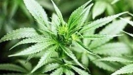 A man caught trying to smuggle 25kg of cannabis on a plane into Darwin has been slapped with a longer jail sentence after losing an appeal based on the fact his original sentence was “manifestly inadequate”.