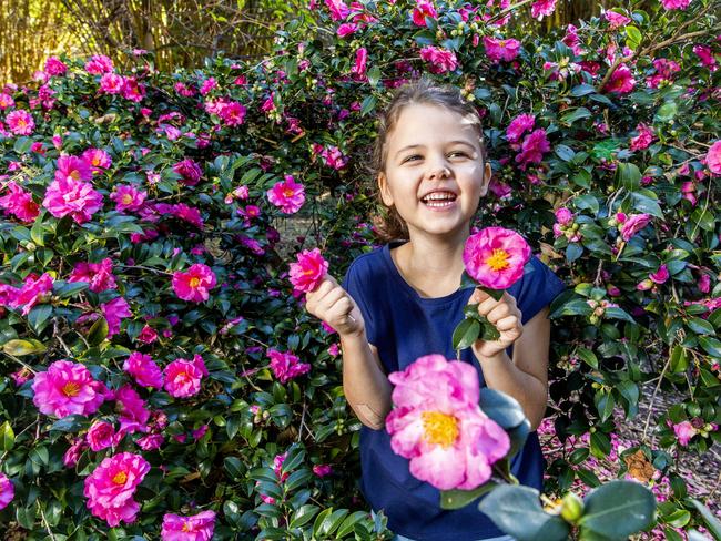 Six-year-old Issy Tribe from Norman Park poses for a photograph in the Temperate Regions Plants Garden at Brisbane Botanic Gardens, Mt Coot-tha, Monday, May 25, 2020 – Picture: Richard Walker