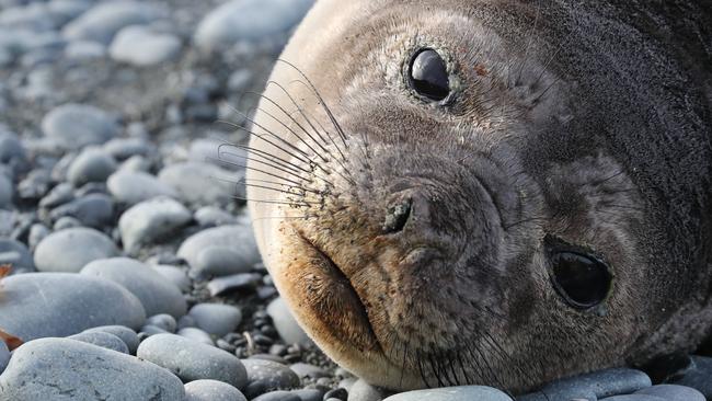 A year-old elephant seal at Sandy Bay. Picture: Ryan Osland