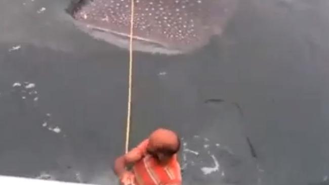 The harmless shark follows the boat for several minutes. Pic: Marine Connection