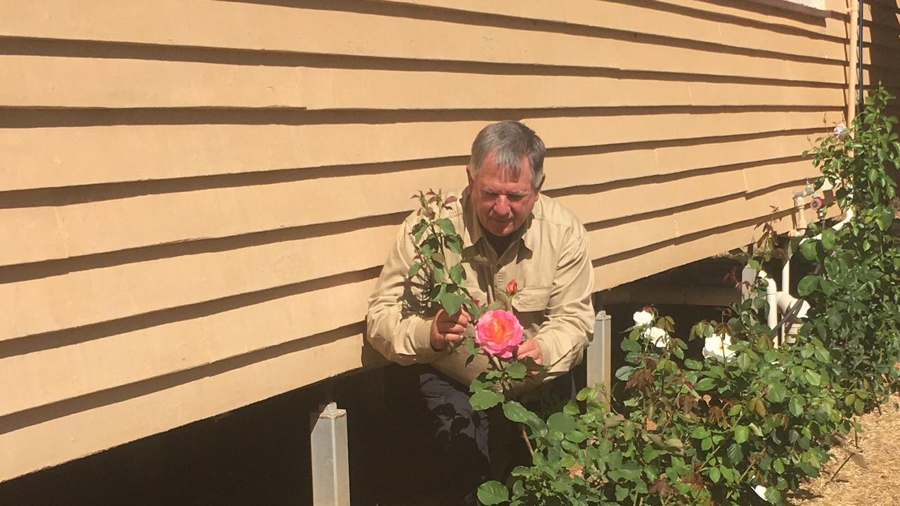 Gardening guru Neil Fisher in the rose garden at the Alpha Town Hall. The roses were planted in April this year and are all coming into full bloom now.