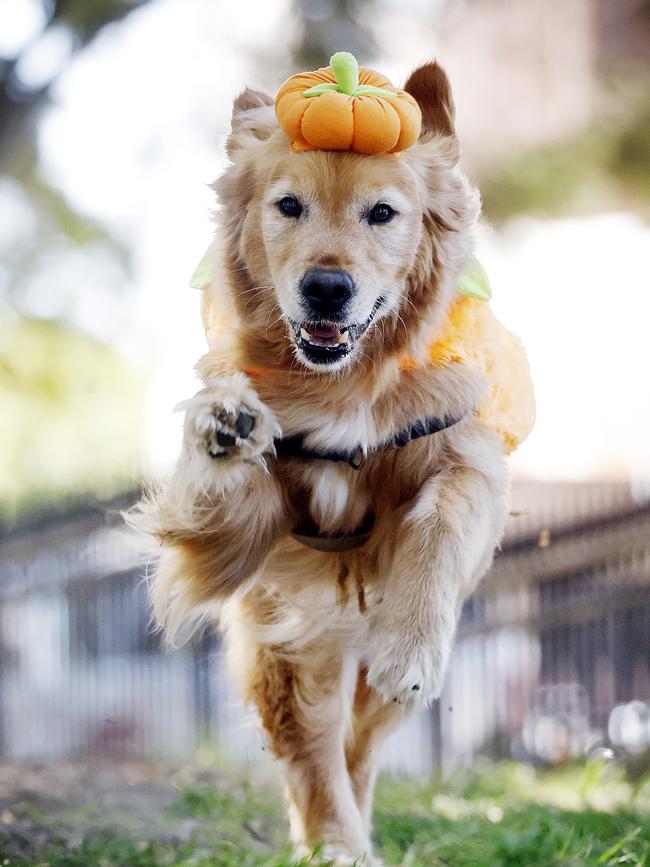 Pucho the Golden Retriever pictured wearing a Petbarn halloween pumpkin outfit. Picture: Sam Ruttyn