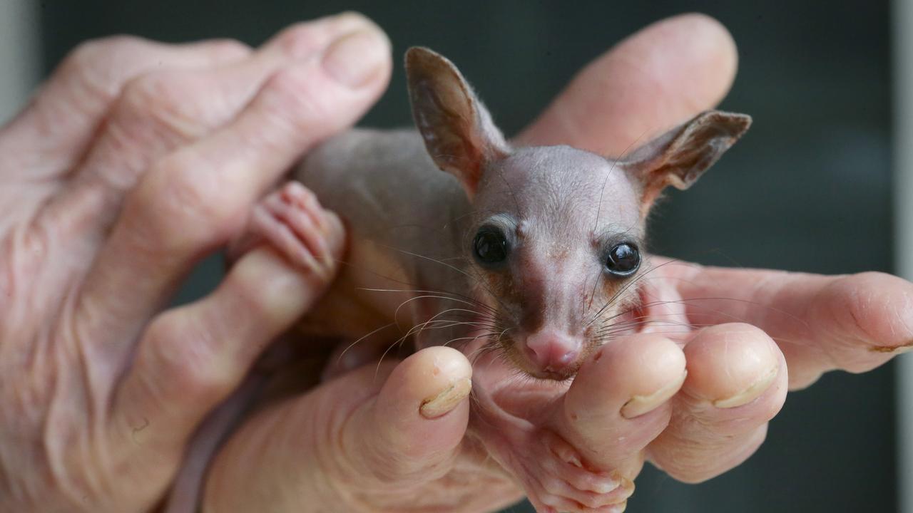 A baby possum once cared for at the rehabilitation centre. Picture: Jamie Hanson