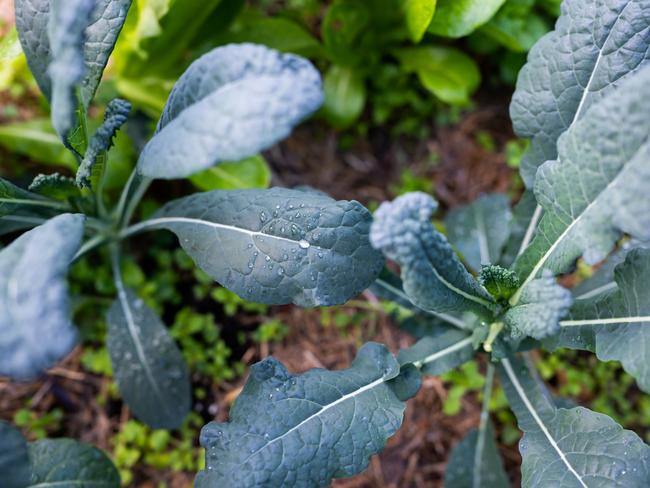 Growing vegetables is a fun and cost-effective way to feed the family.