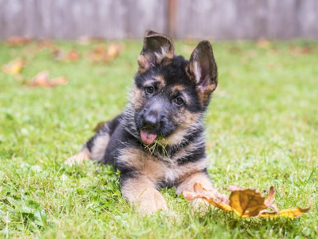 A sock-eating german shepherd may be trying to tell you more than they like the smell of your feet. Picture: Supplied