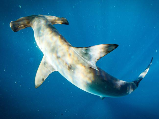 Despite a fearsome reputation hammerheads are shy and here one turns away from Al’s camera. Picture: Al McGlashan