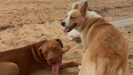 The owner of two dogs stolen from a property in Brisbane says she has reason to believe the animals are in the Southern Downs region.