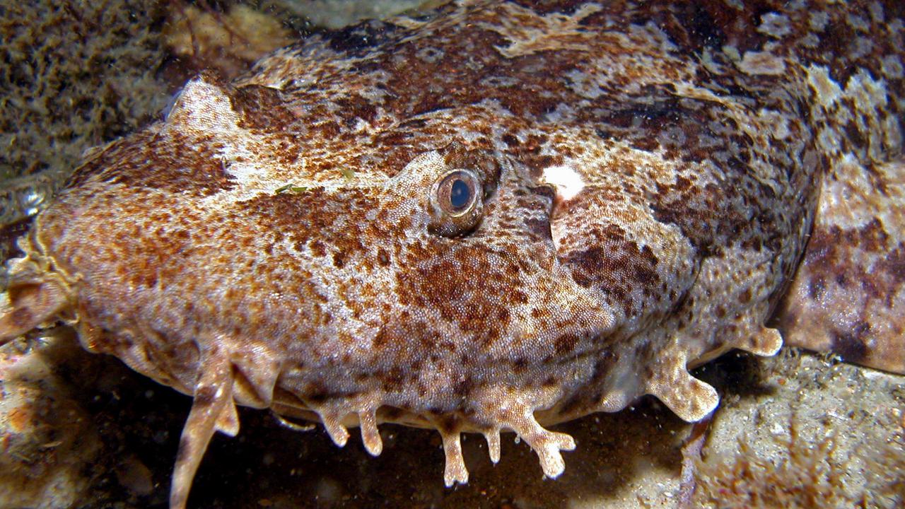 Yallingup, WA: Man bitten by 1m wobbegong shark days after fatal shark ...