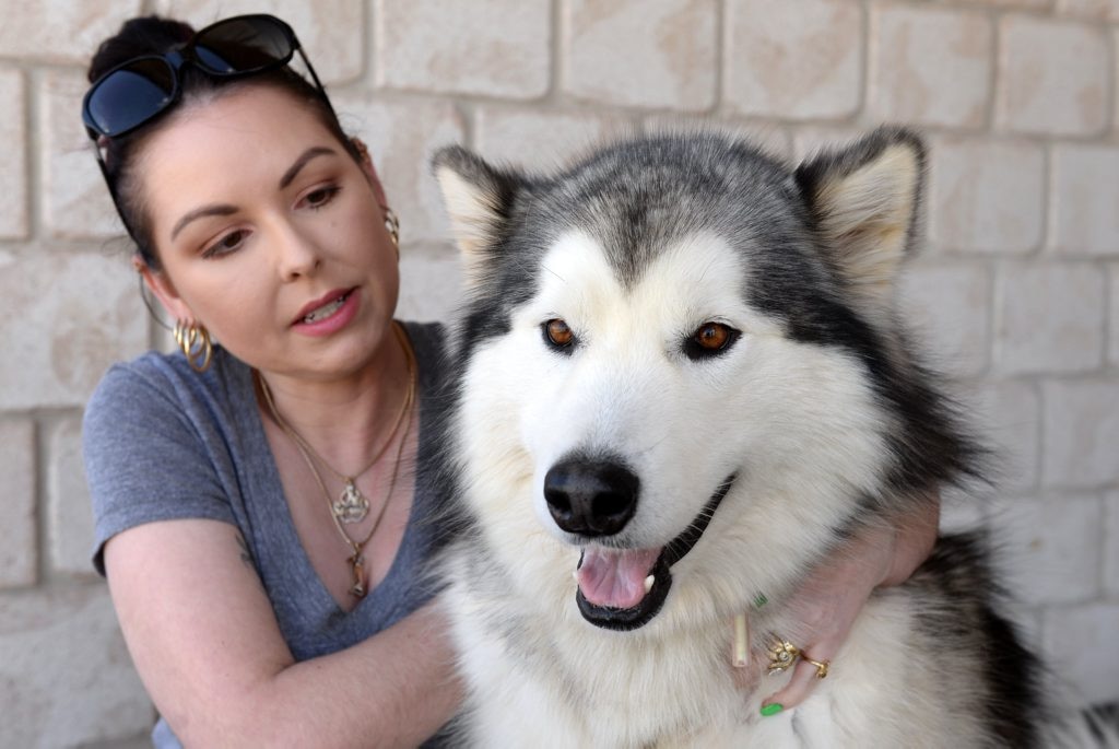 how to feed a underweight alaskan malamute puppy