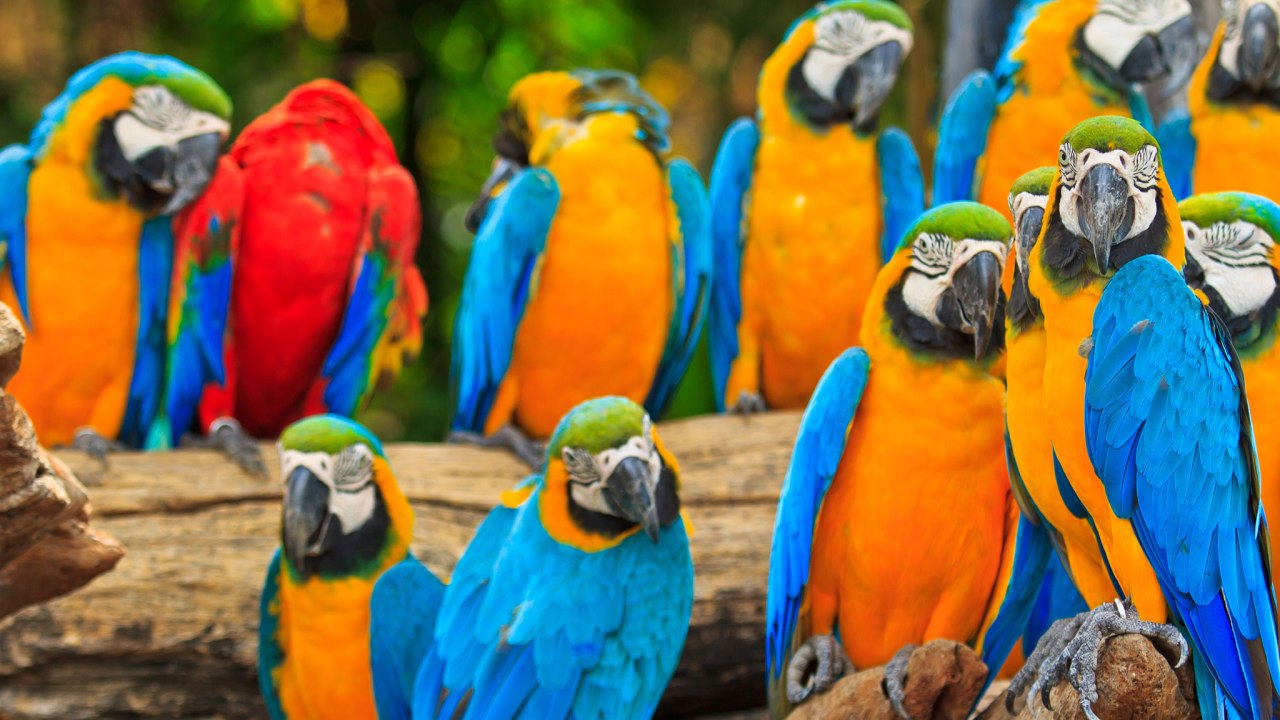 Visit Australia’s largest private collection of macaws | news.com.au ...