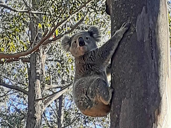 Reports of koala sightings in Yarramalong. Picture: Mark Davis